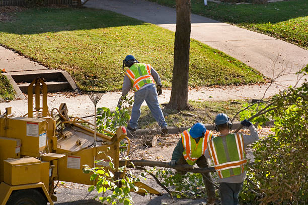 Best Affordable Tree Service  in USA